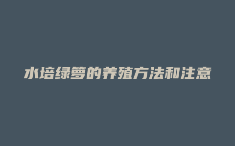 水培绿箩的养殖方法和注意事项