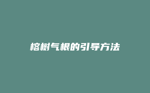 榕树气根的引导方法