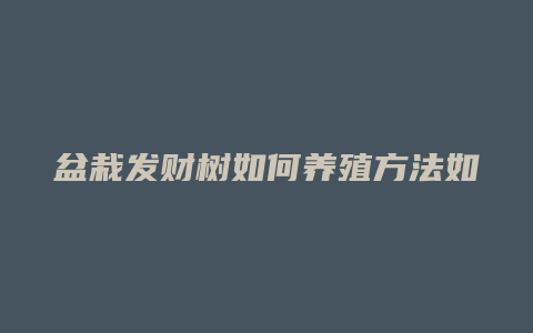 盆栽发财树如何养殖方法如下