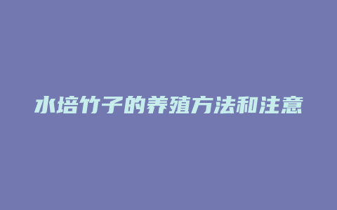 水培竹子的养殖方法和注意事项