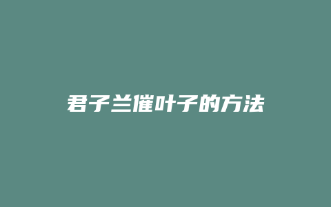 君子兰催叶子的方法