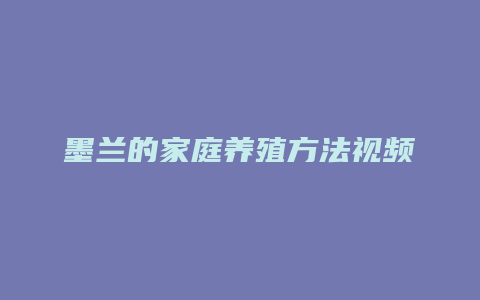 墨兰的家庭养殖方法视频