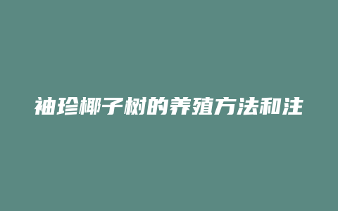 袖珍椰子树的养殖方法和注意事项