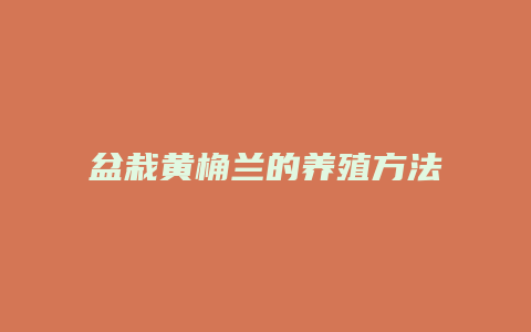 盆栽黄桷兰的养殖方法