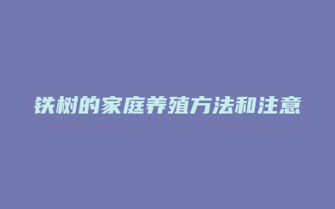 铁树的家庭养殖方法和注意事项