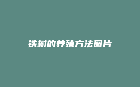 铁树的养殖方法图片