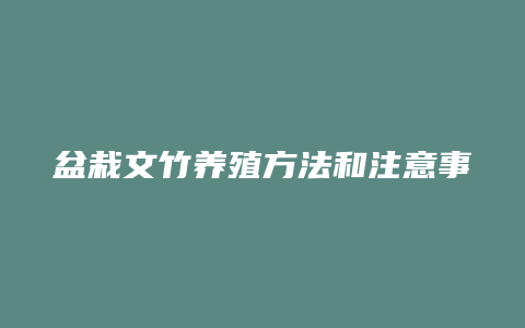 盆栽文竹养殖方法和注意事项