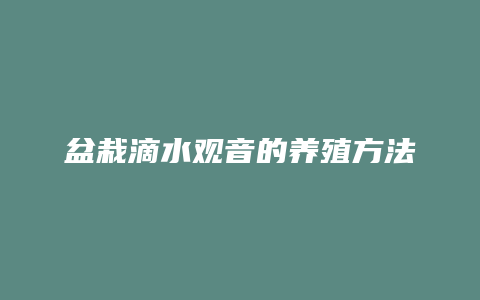 盆栽滴水观音的养殖方法