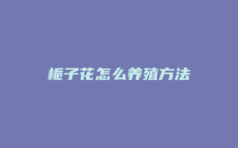 栀子花怎么养殖方法