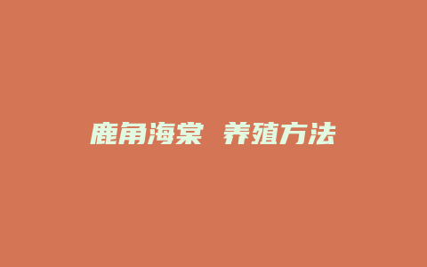 鹿角海棠 养殖方法