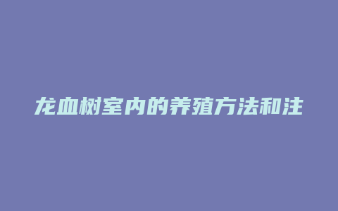 龙血树室内的养殖方法和注意事项